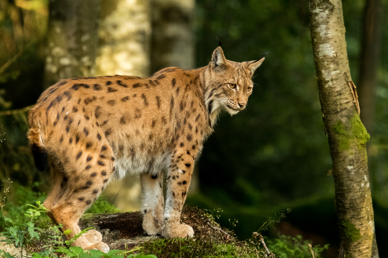 Luchs4