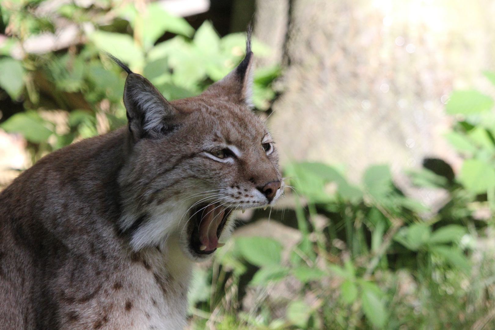 Luchs5