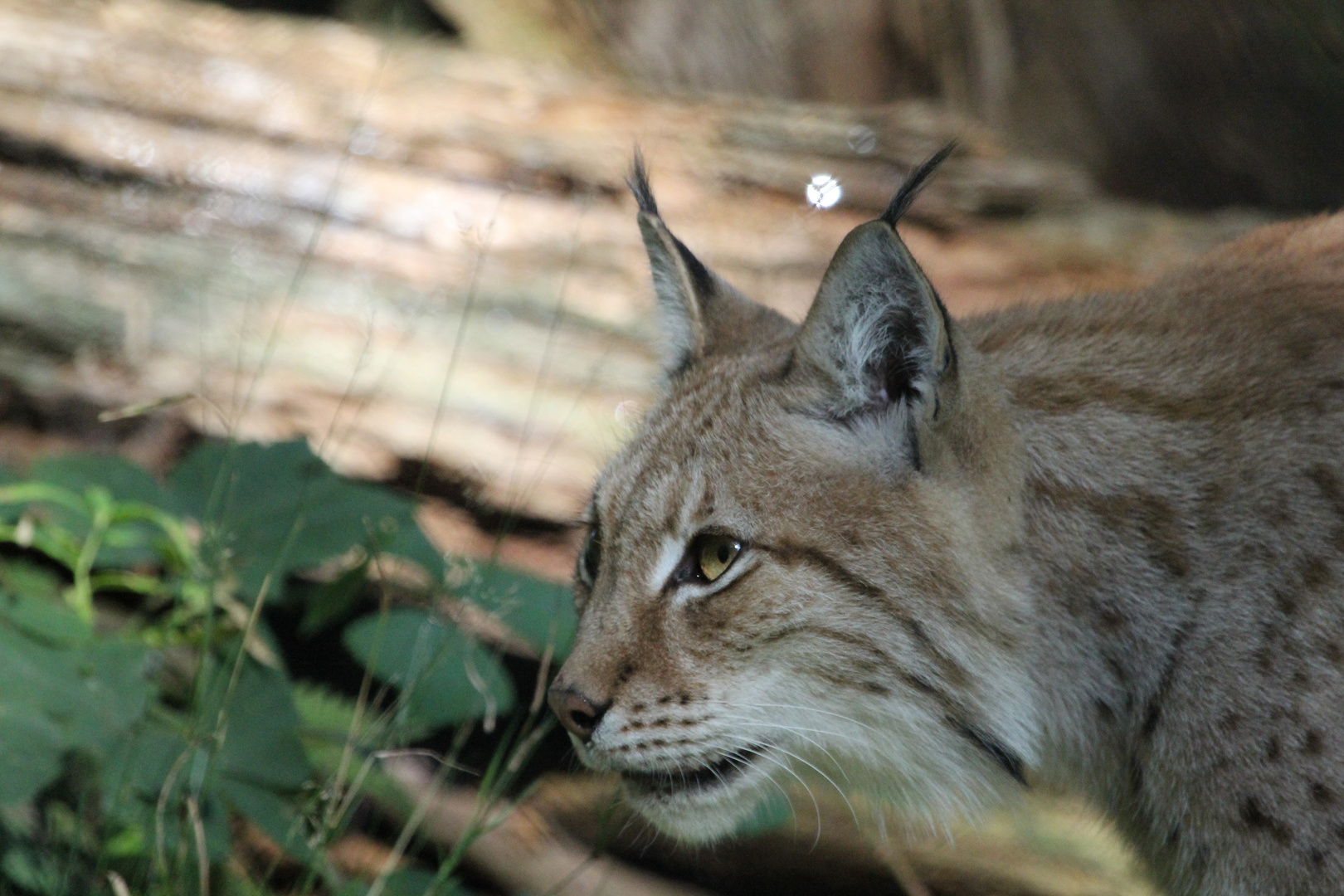 Luchs6