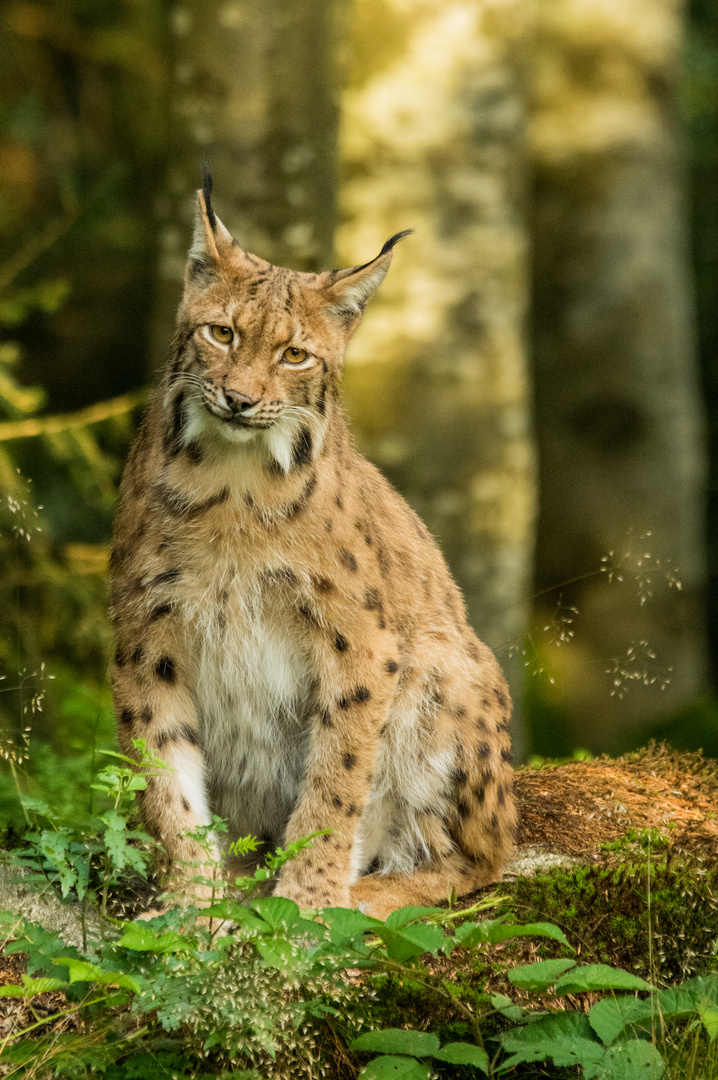 Luchs8