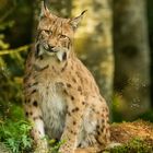 Luchs8