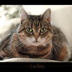 Luchsa