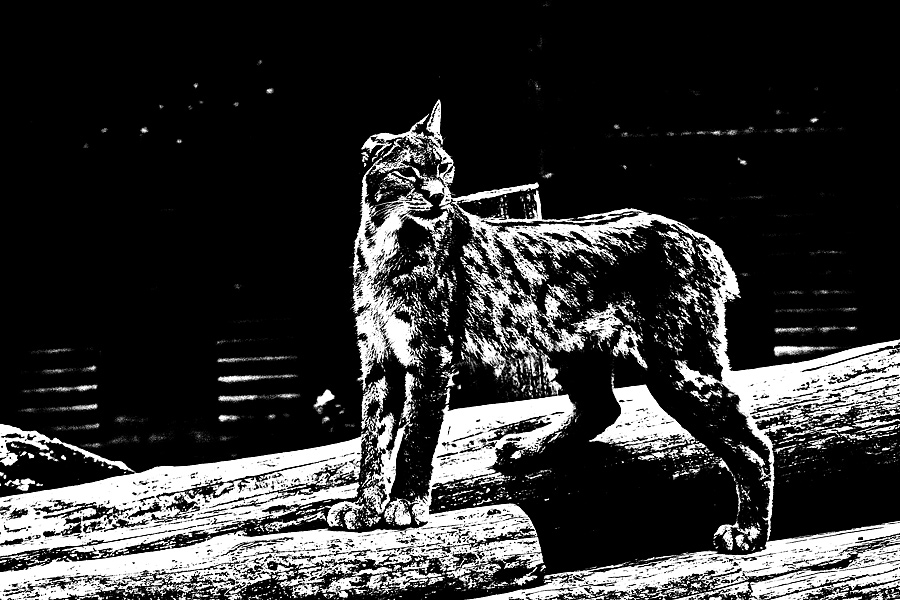 luchs_angi