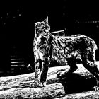 luchs_angi