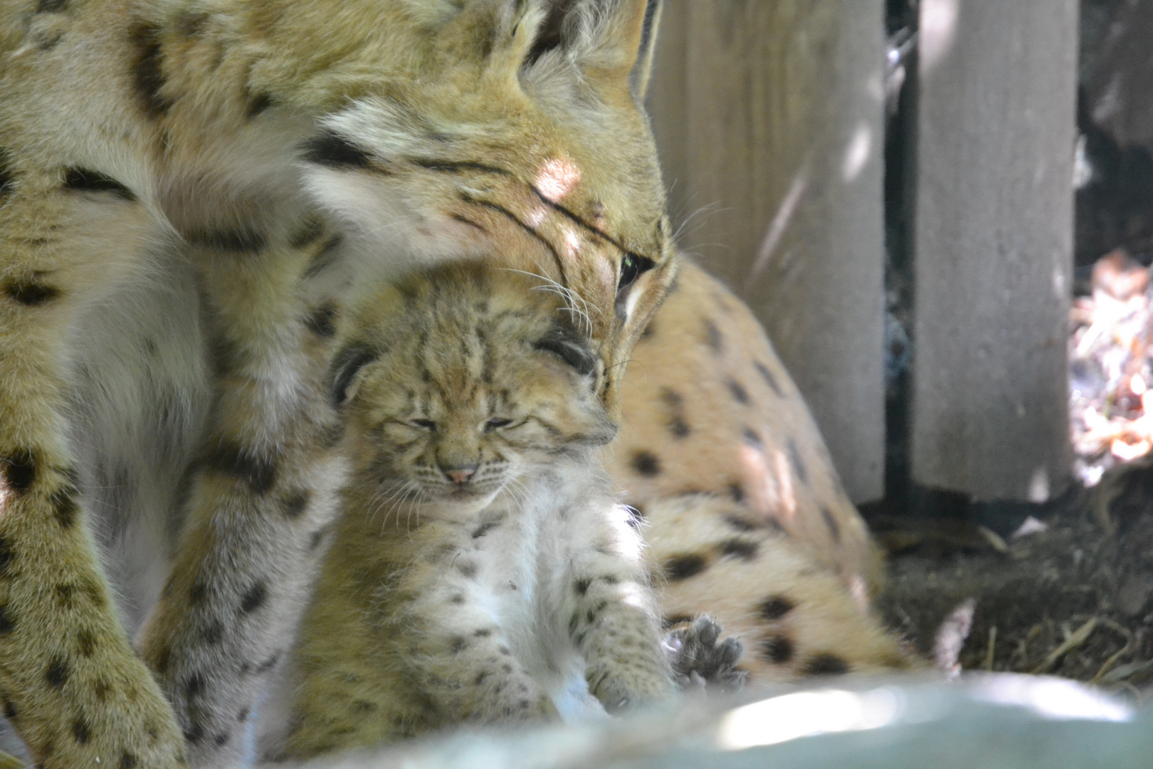 Luchsbaby Zoo Karlsruhe Teil 2