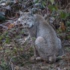 Luchs_D4A9422