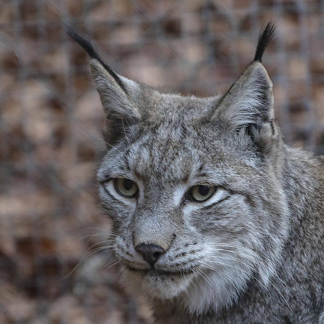 Luchs_D4A9430