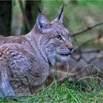 Luchs_die Zweite