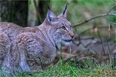 Luchs_die Zweite