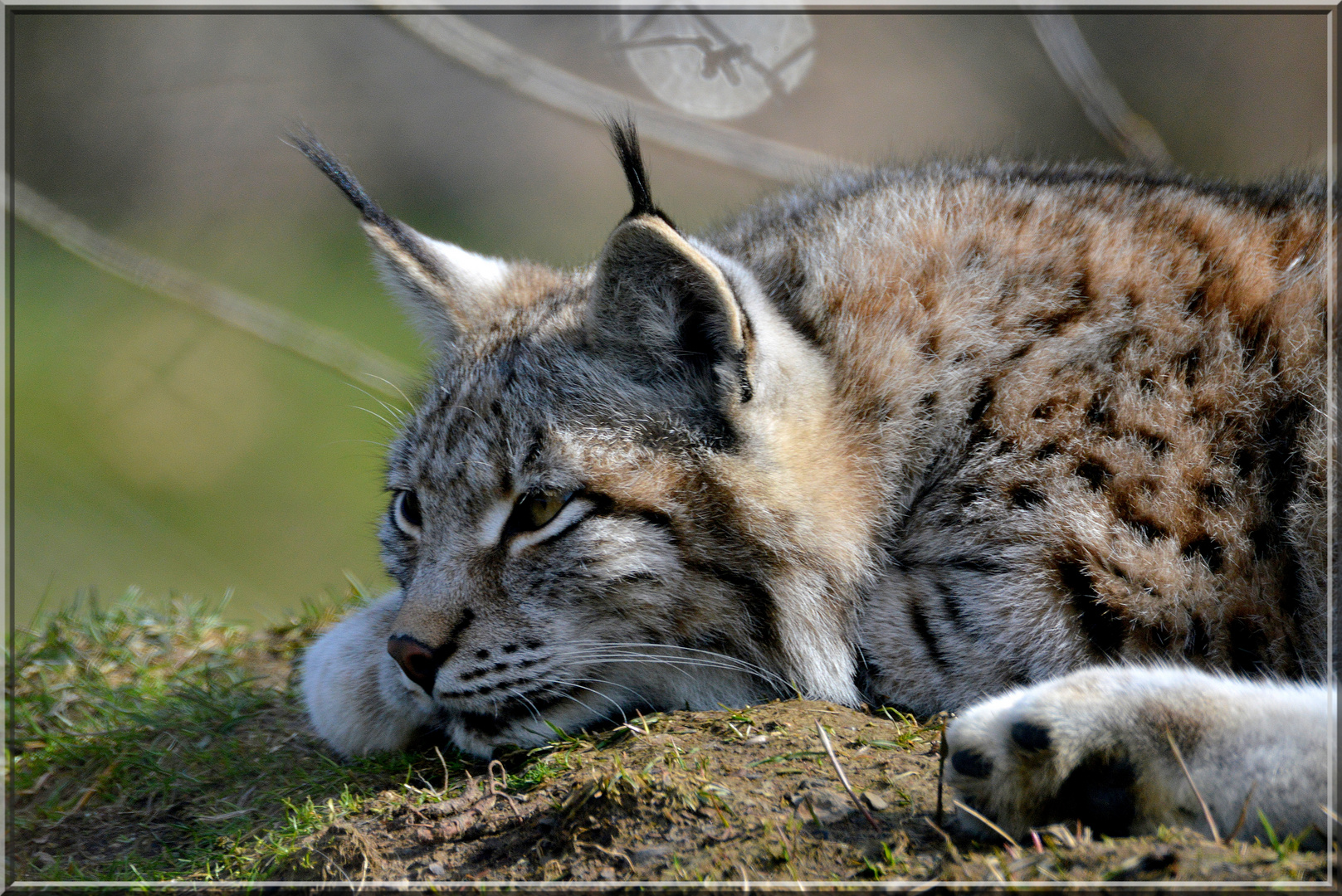 Luchse Foto & Bild | world, natur, zoo Bilder auf ...