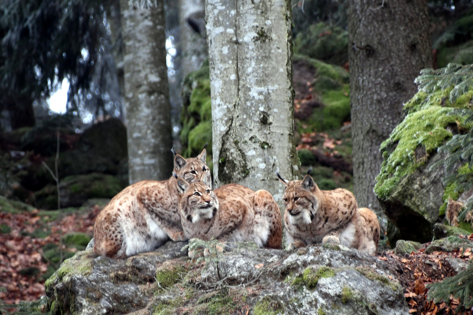 Luchse im Bayrischen Wald Dezember 2018