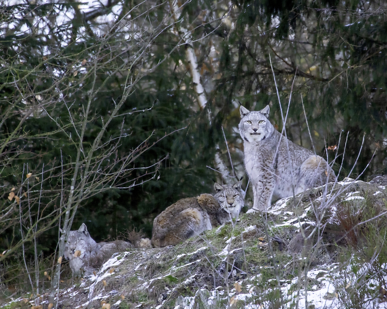 Luchse im Bielsteintal_D4A9680