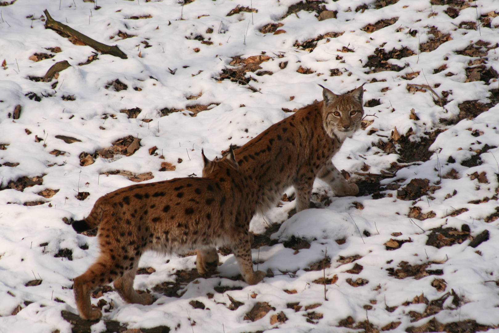 Luchse im Dortmunder Tierpark