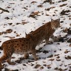 Luchse im Dortmunder Tierpark