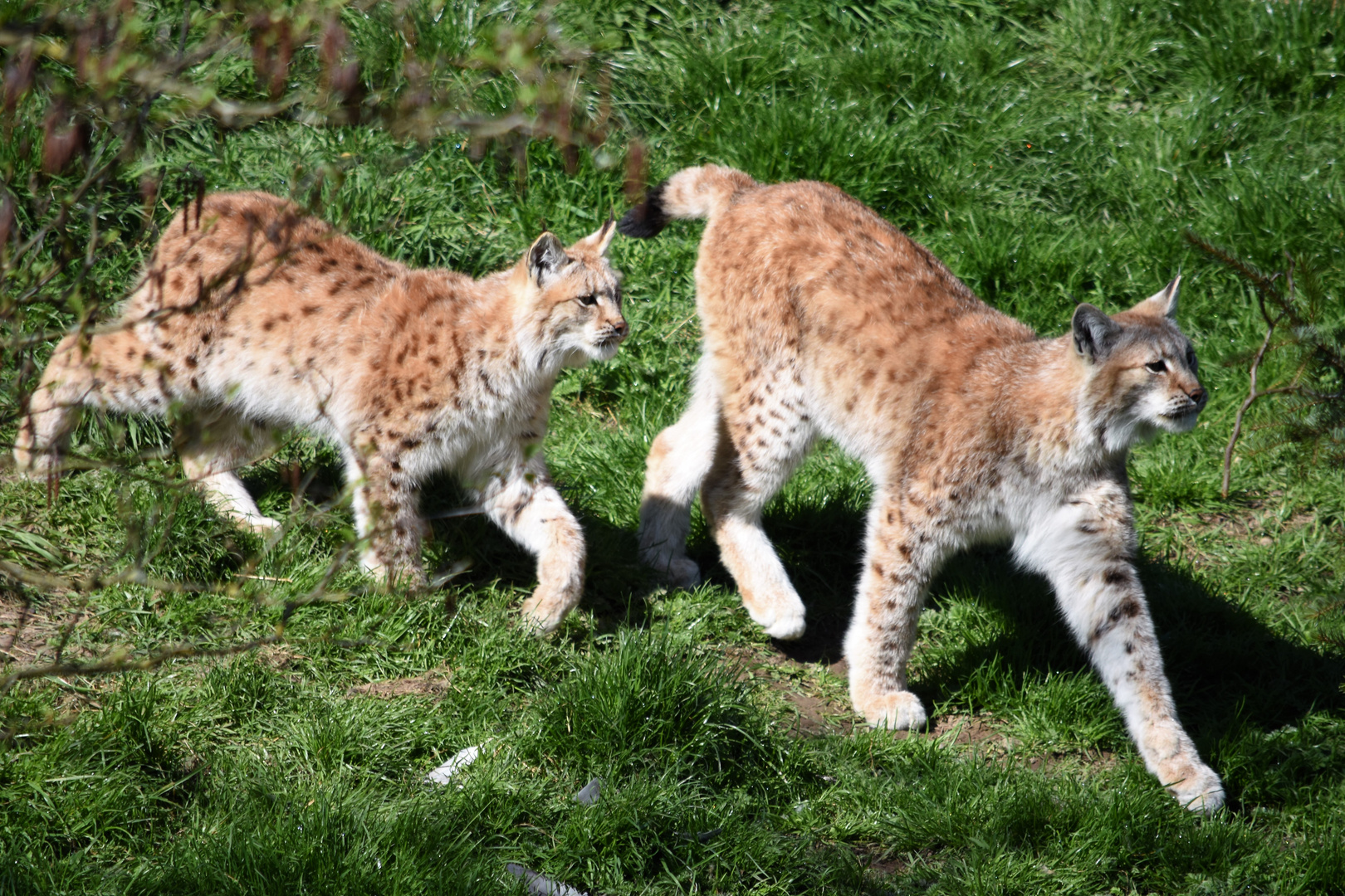 Luchse im Gaia-Zoo in Kerkrade