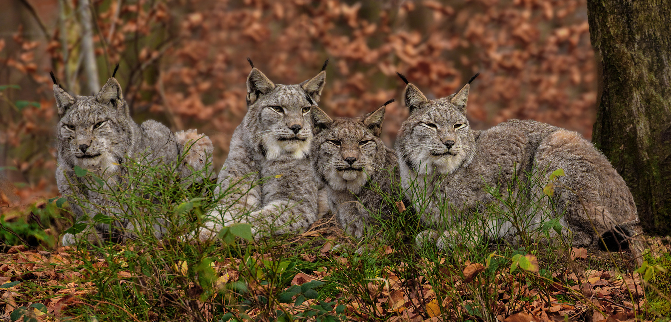 Luchse im Herbst