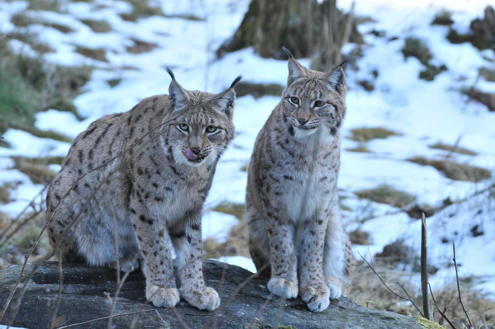 Luchse im Nationalpark Bayr. Wald