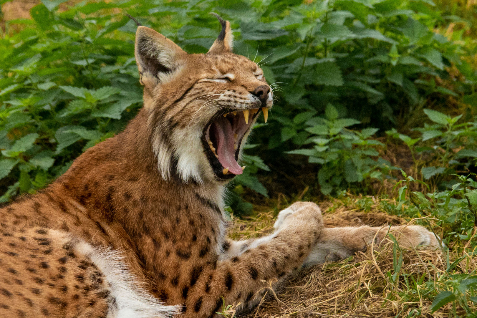 Luchse im Naturwildpark Granat