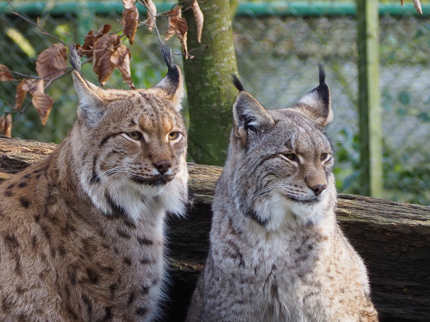 Luchse im Opel Zoo in Kronberg