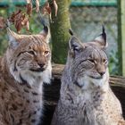 Luchse im Opel Zoo in Kronberg