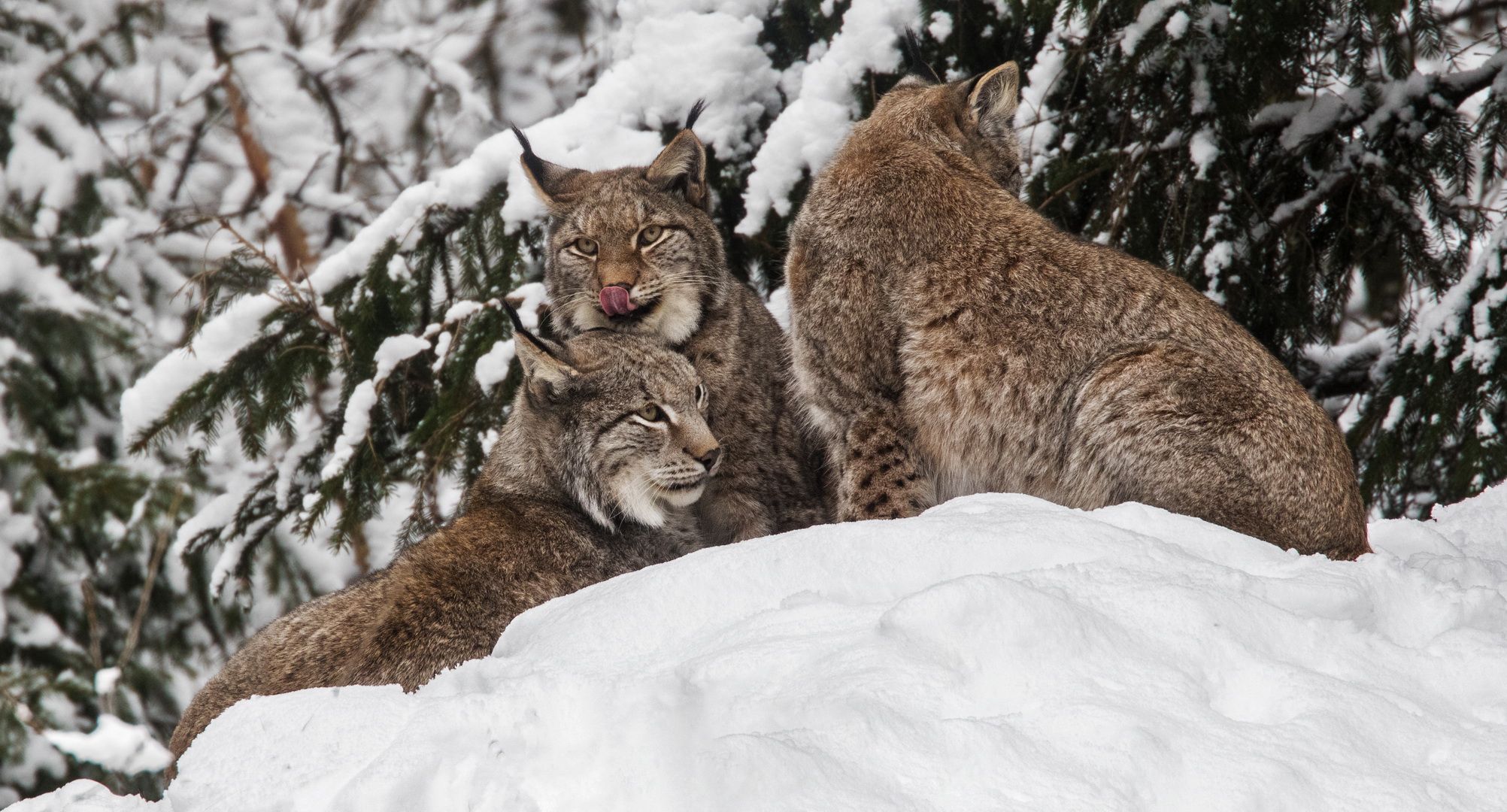 Luchse im Schnee 001 a