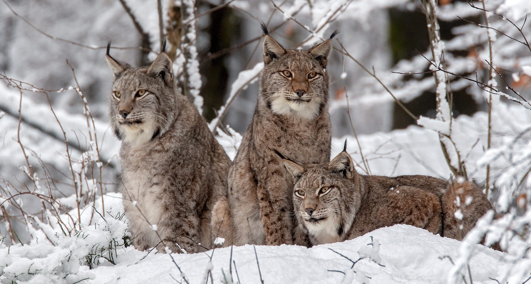 Luchse im Schnee 012