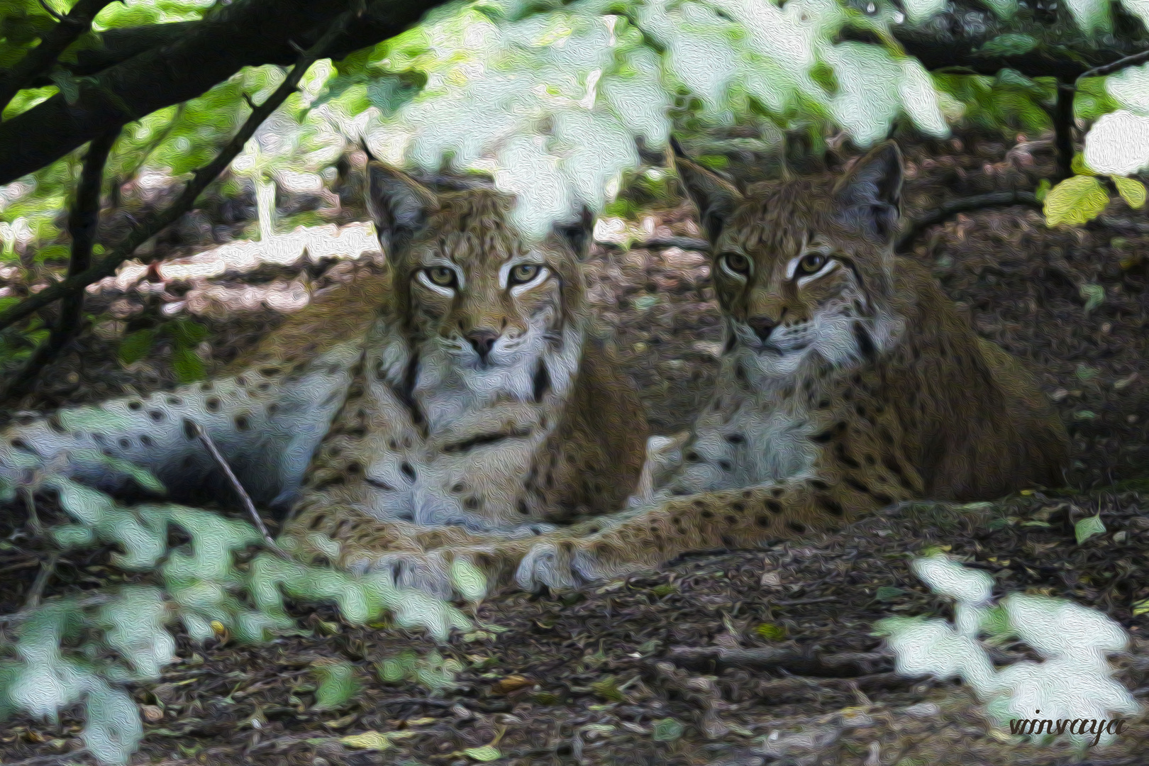 Luchse im Tiergarten Sababurg