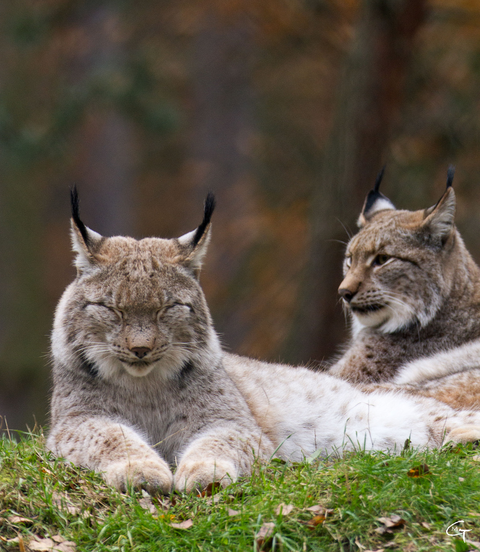 Luchse im Tierpark Hanau