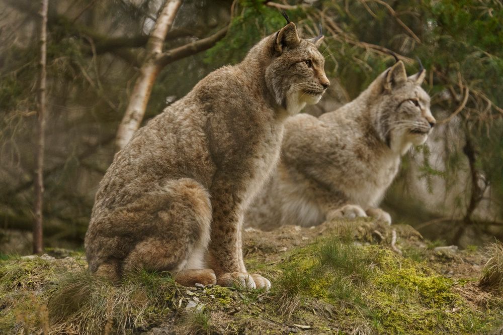 Luchse im Wildpark Bilsteinhöhle