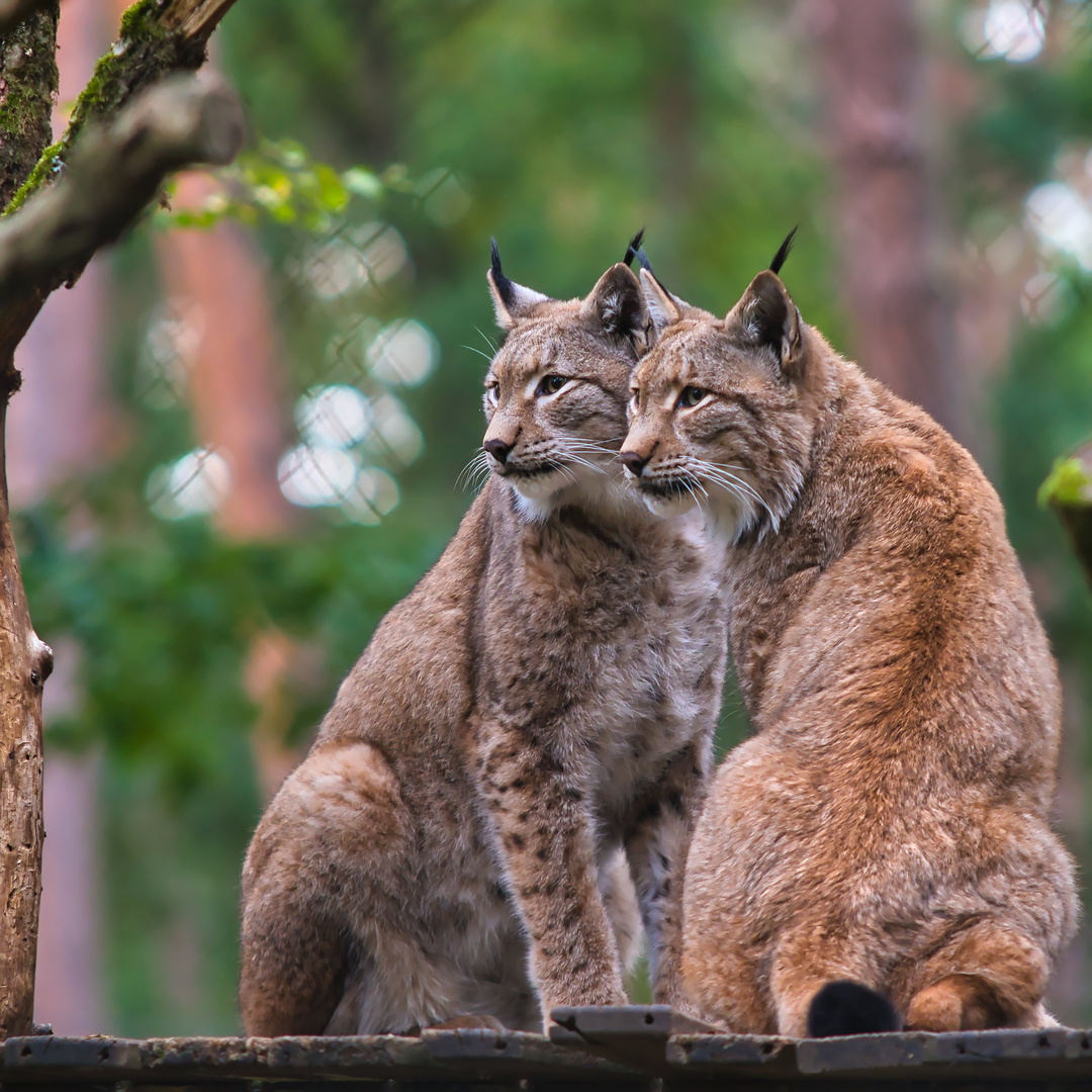 Luchse im Wildpark (Fasanerie) Hanau