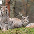 Luchse im Wildpark Klein-Auheim