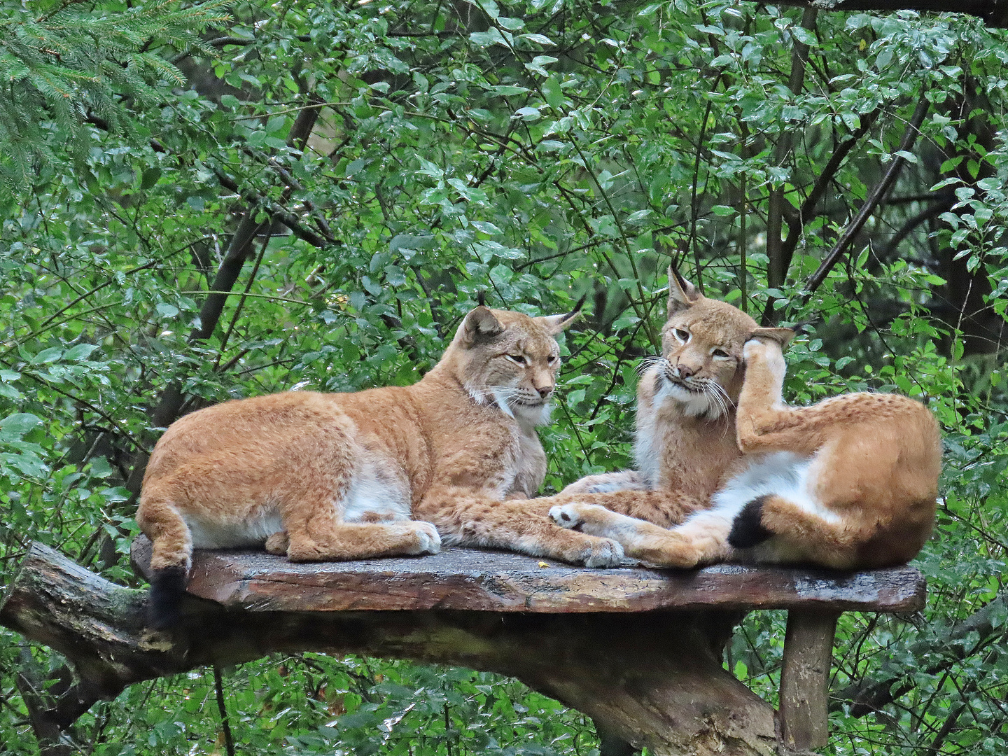 Luchse im Wildpark Schwarze Berge