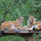 Luchse im Wildpark Schwarze Berge