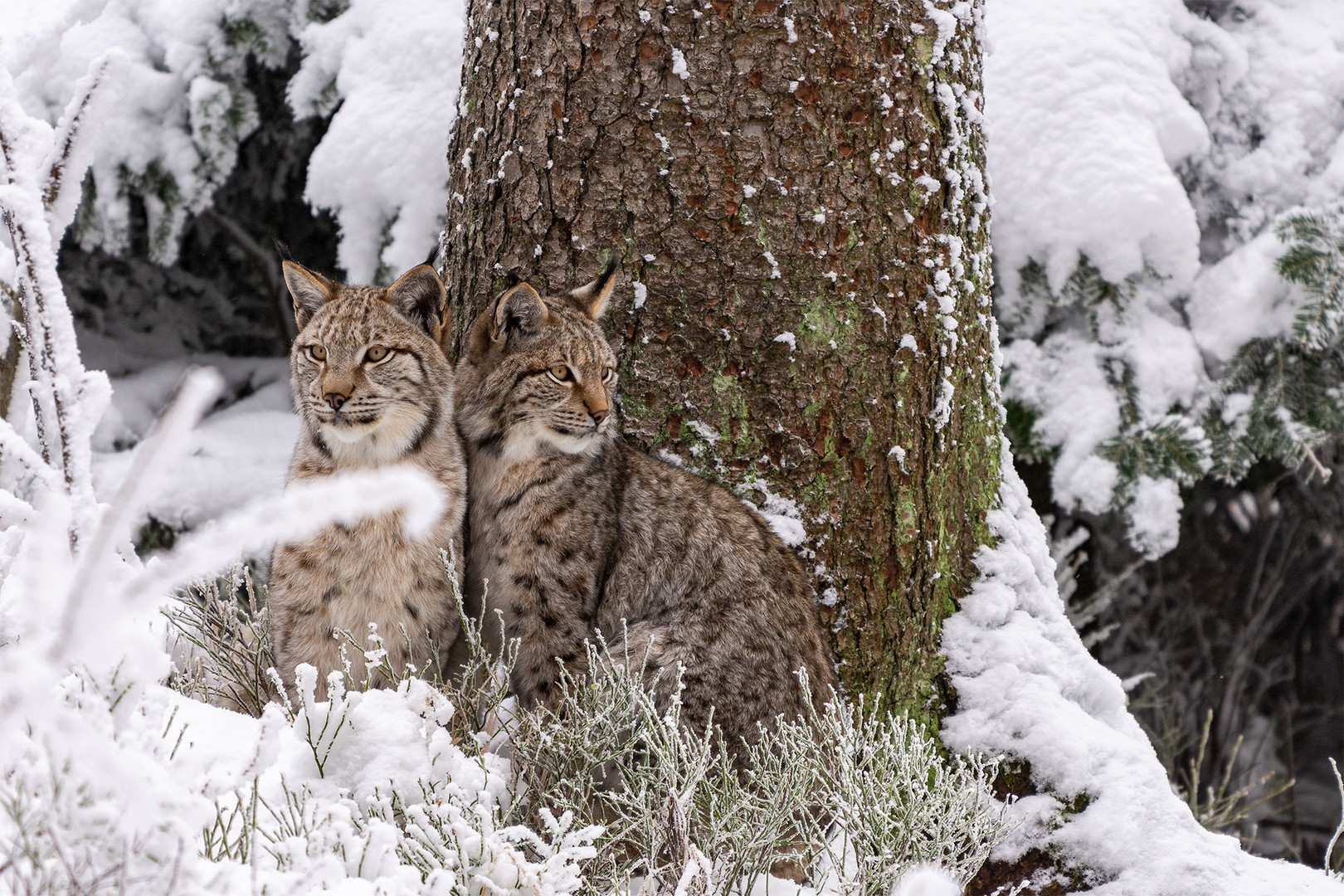 Luchse im Winter