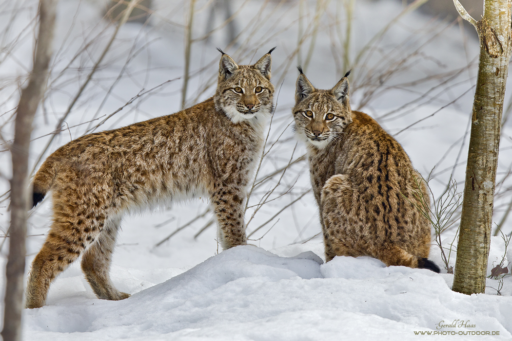 Luchse im Winter