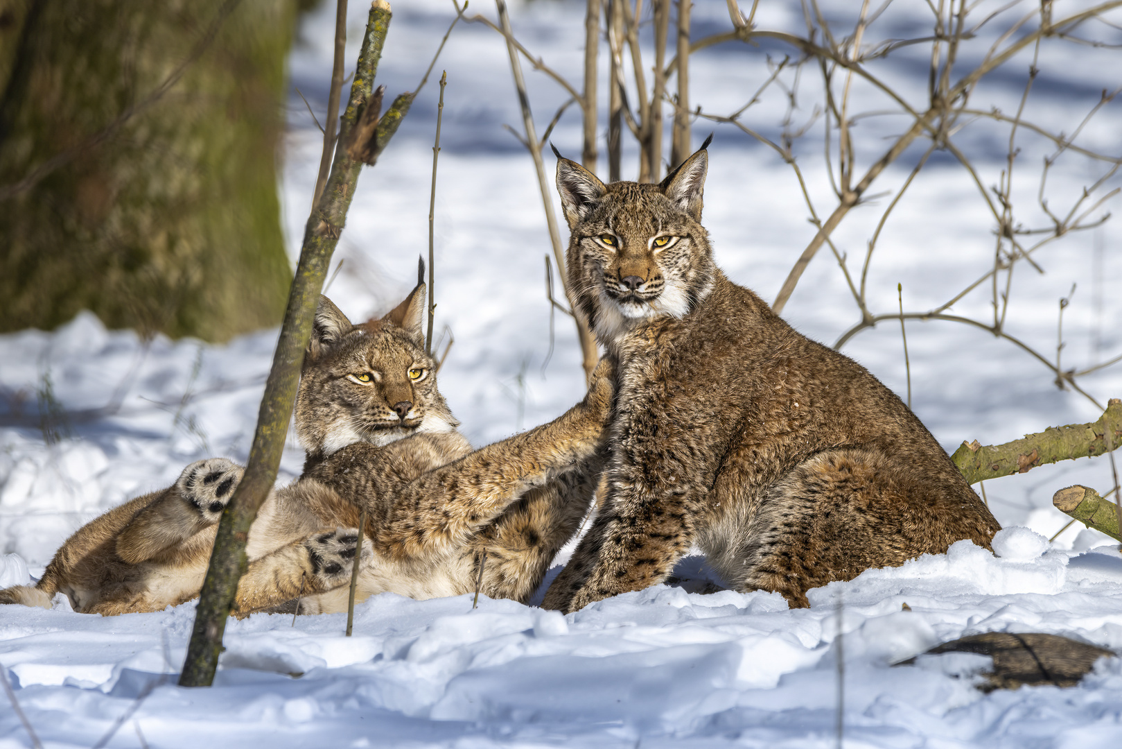 Luchse im Winter Wonderland