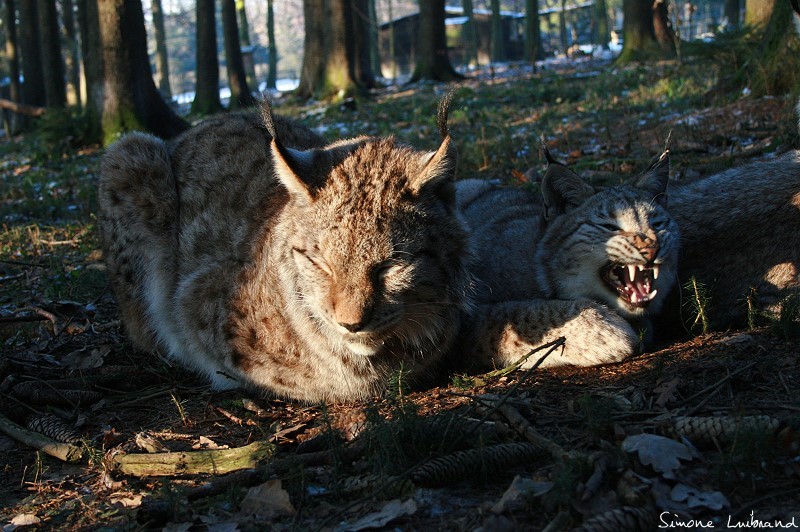 Luchse in der Abendämmerung [ Lynx lynx ]