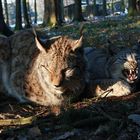 Luchse in der Abendämmerung [ Lynx lynx ]