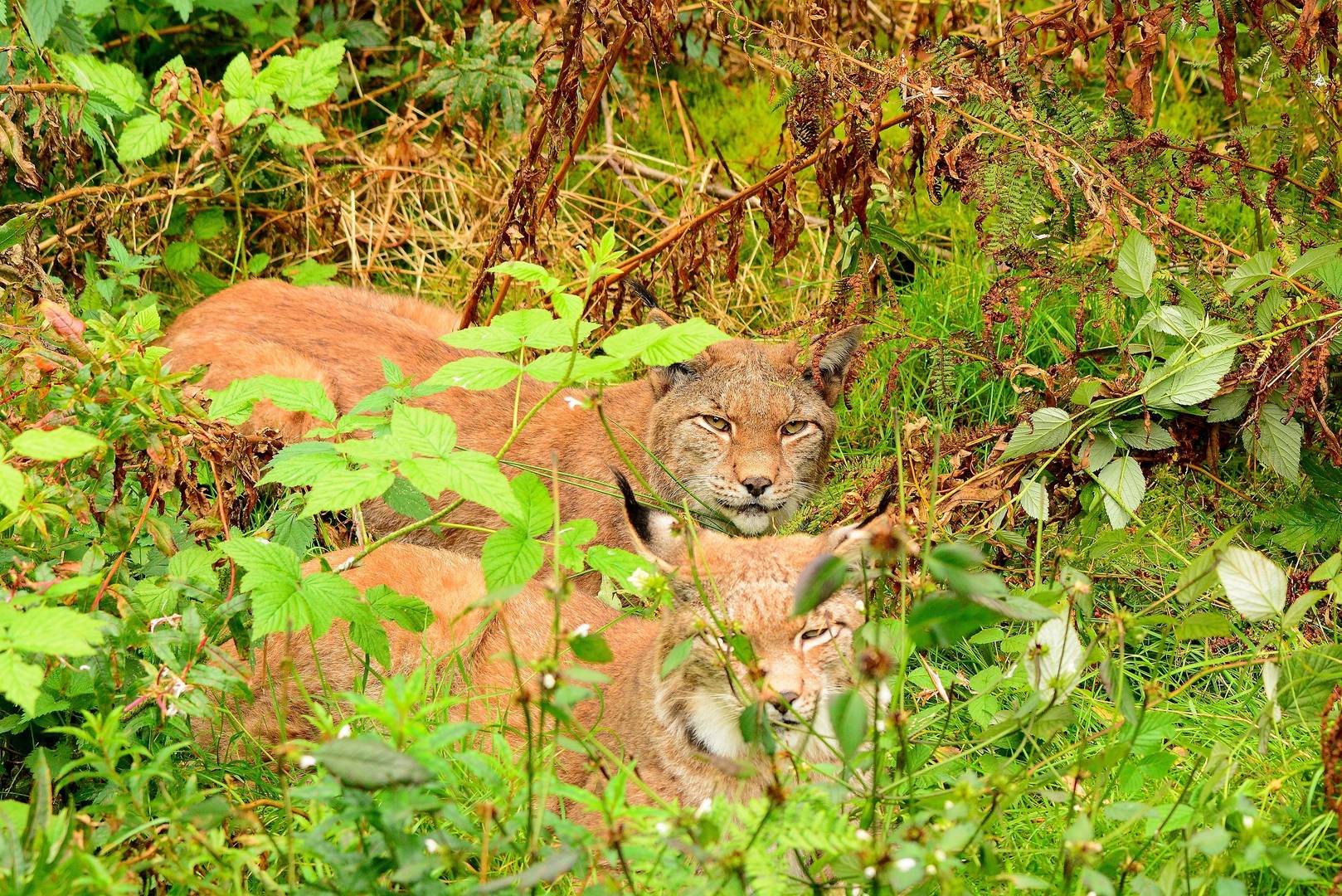 Luchse versteckt im Gras.....