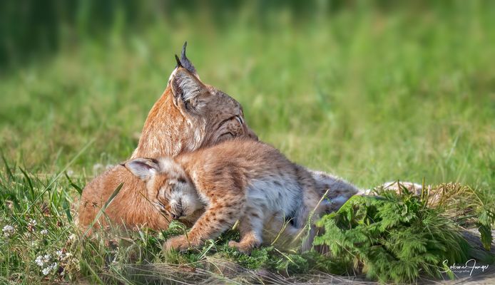 Luchseriöse Schmusekatzen