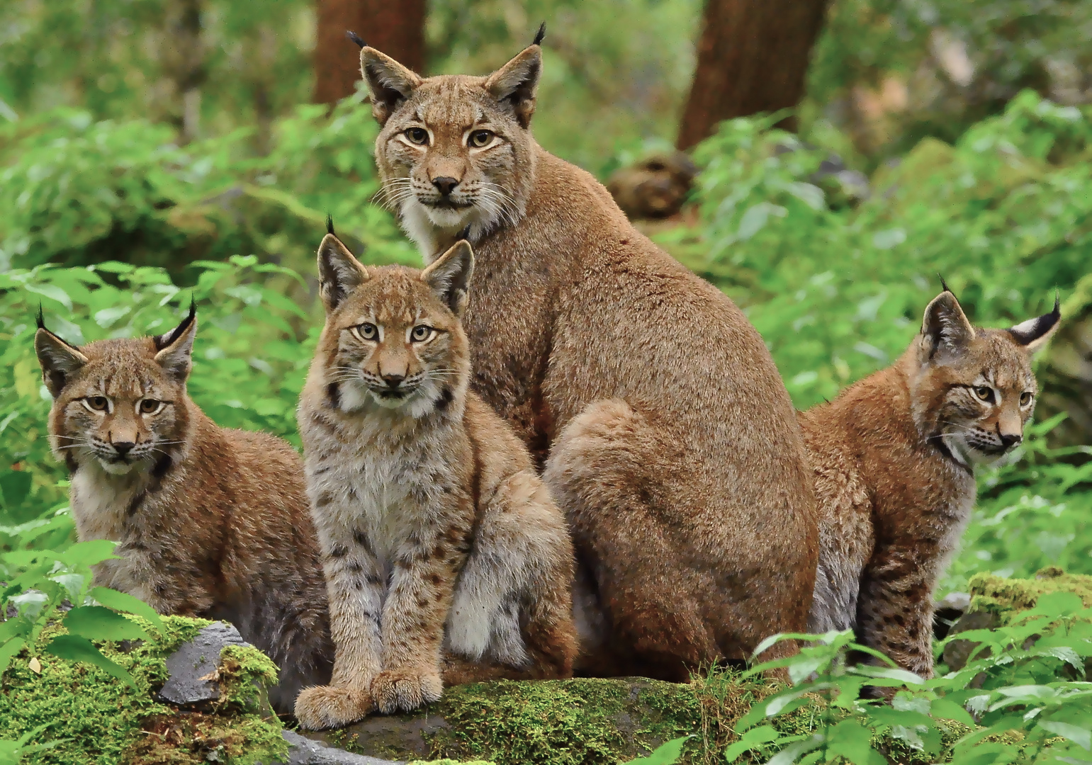 Luchsfamilie Foto & Bild | tiere, zoo, wildpark & falknerei, säugetiere