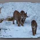 Luchsfamilie im Schnee