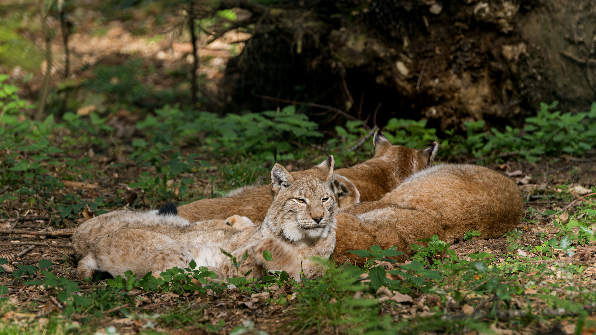 Luchsfamilie im Wildpark