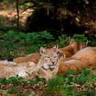 Luchsfamilie im Wildpark