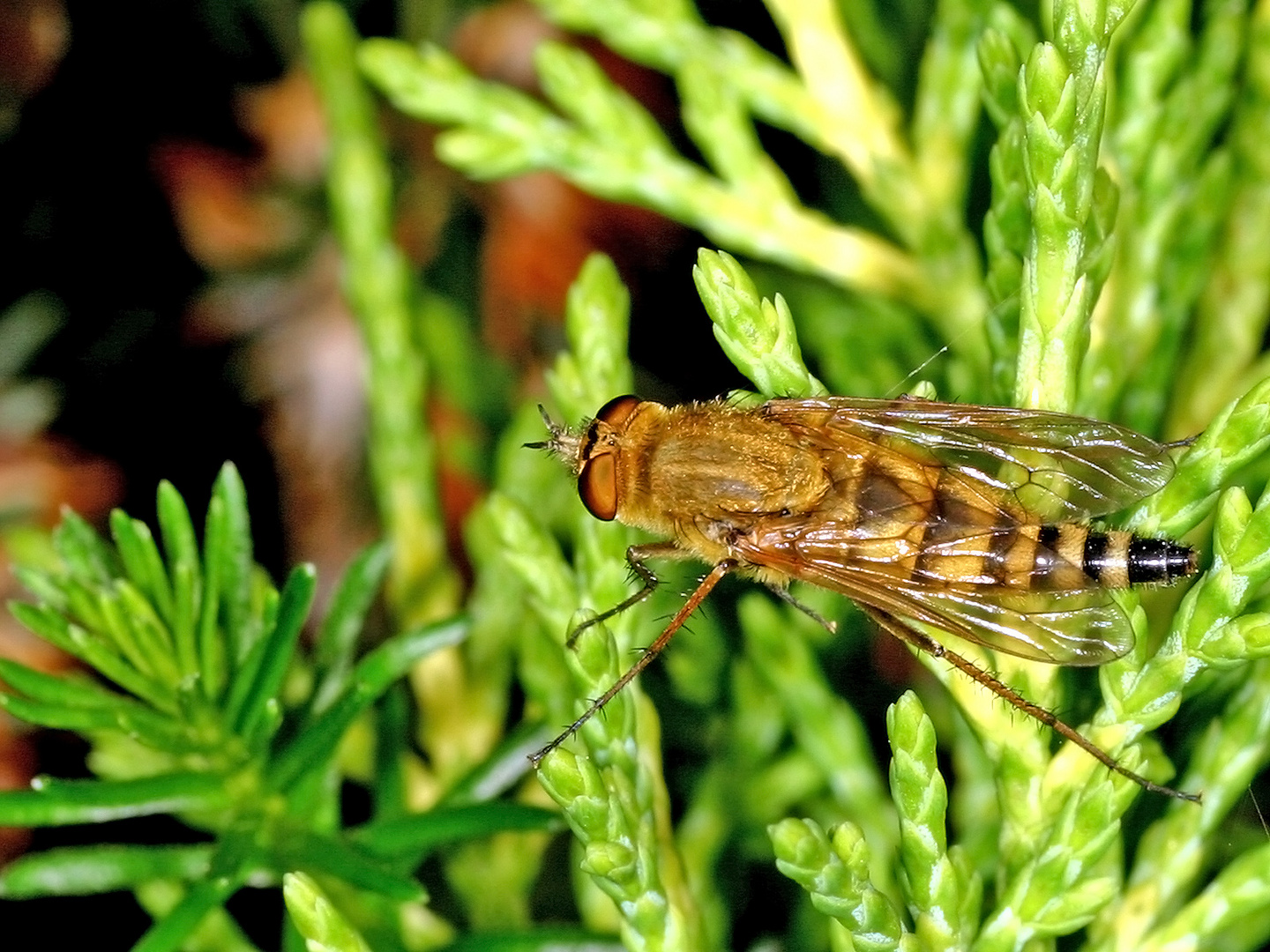 Luchsfliege (Thereva nobilata) - Gewöhnliche Stilettfliege......