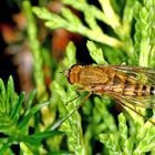 Luchsfliege (Thereva nobilata) - Gewöhnliche Stilettfliege......