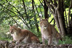 Luchsgeschwister im Tierpark Lange Erlen (Basel)