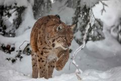 Luchs_Goldau_2