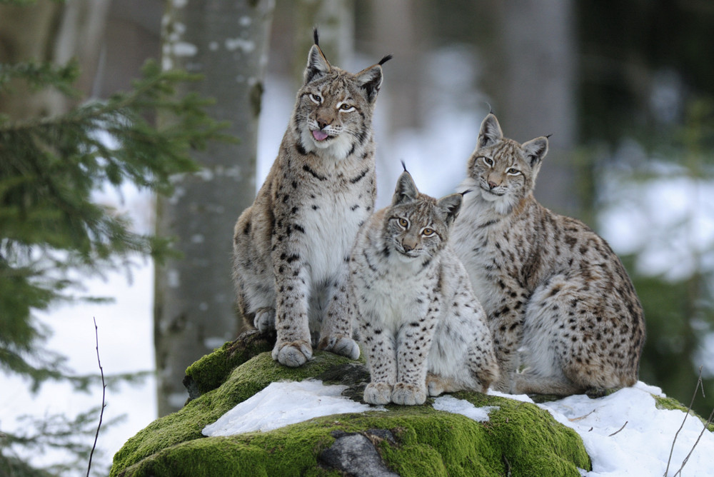 Luchsgruppe im NP Bayerischer Wald