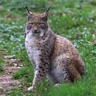 luchs_haag